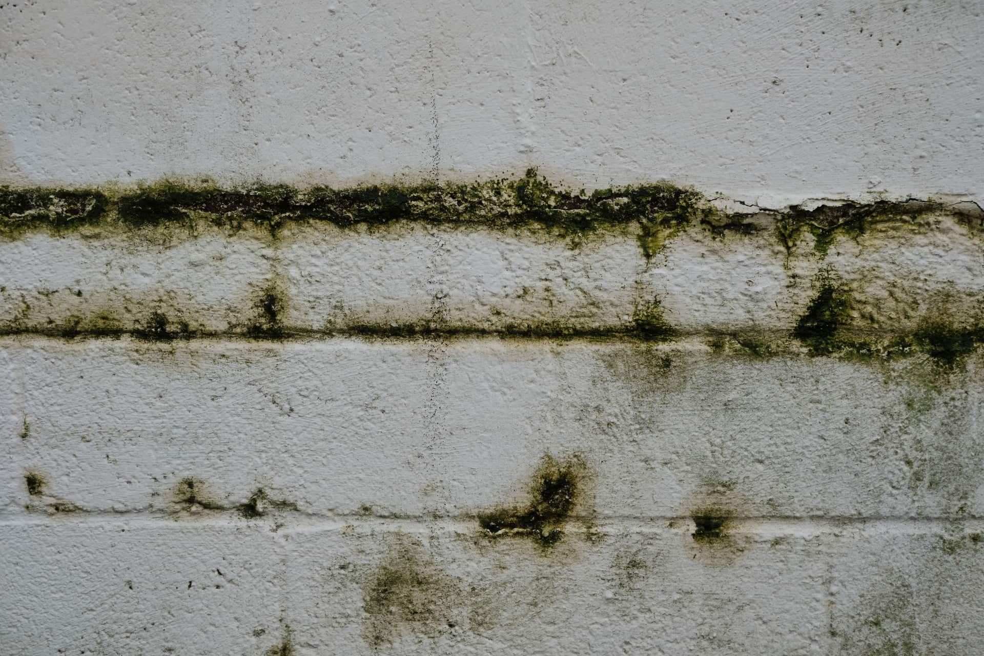 An aged brick wall with moss growing on the surface