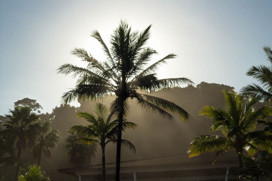Palm trees silhouetted against a bright tropical sky