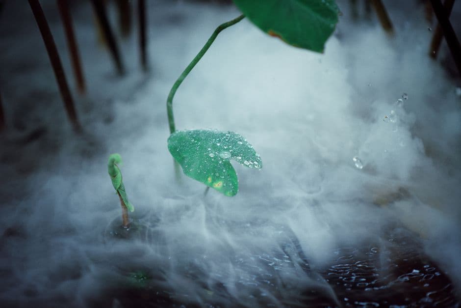 Water droplets on leaves in a misty setting