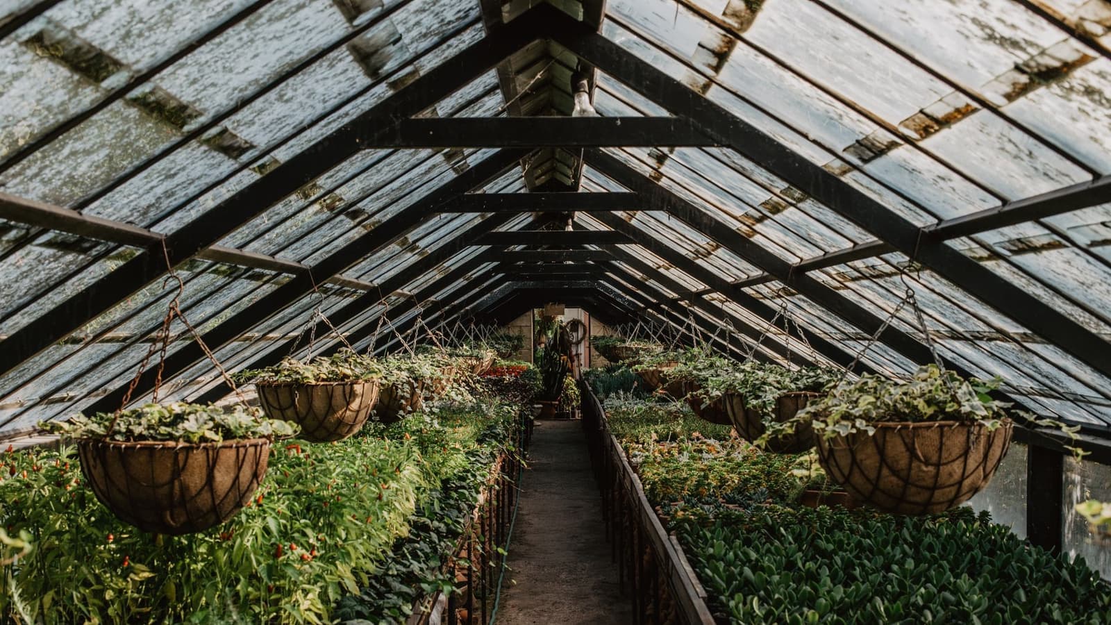 Sunlight through the glass roof of a greenhouse
