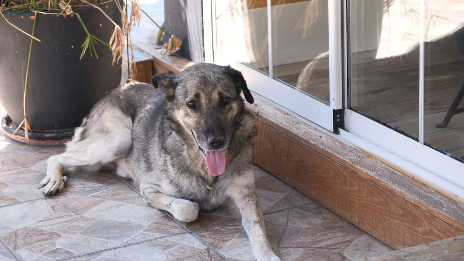 A dog lying on a cool tiled floor